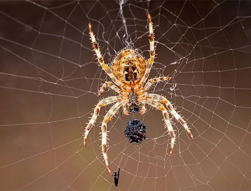 Dedetização de Aranhas no Belém