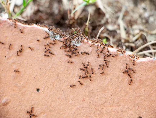 Dedetização de Formigas no Belém