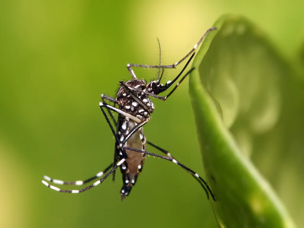 Dedetização de Mosquitos no Belém