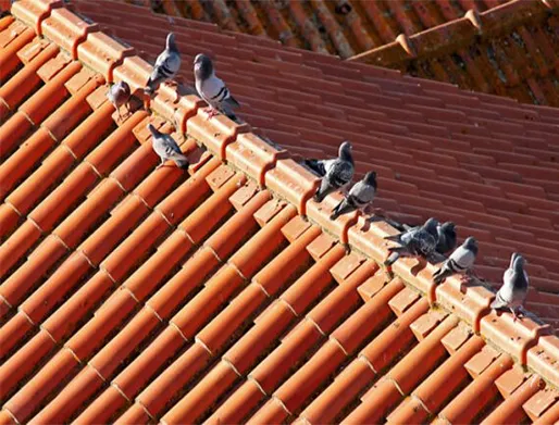 Dedetização de Pombos no Belém