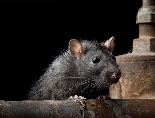 Dedetização de Ratos no Belém